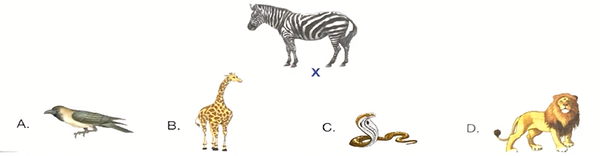 animal