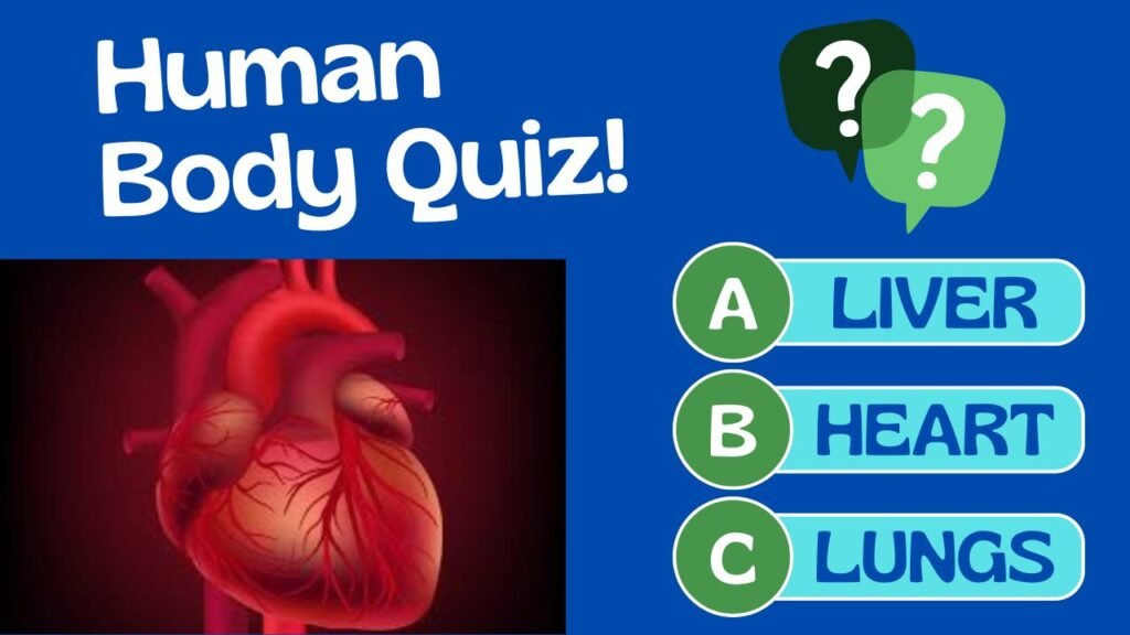 human body