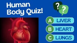 human body