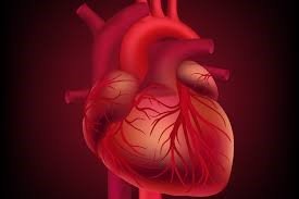 heart