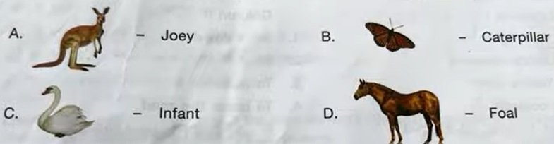 baby name