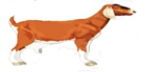 animal
