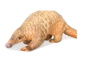 animla
