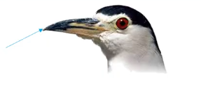 bird