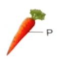 carrot